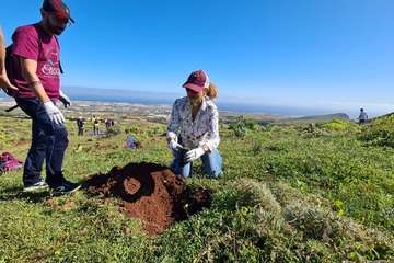 Telde planta 500 ejemplares de especies distintas en Calasio/TA.